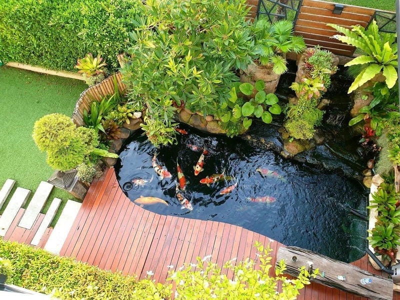 Tham khảo ngay các mẫu bể cá koi đẹp ấn tượng