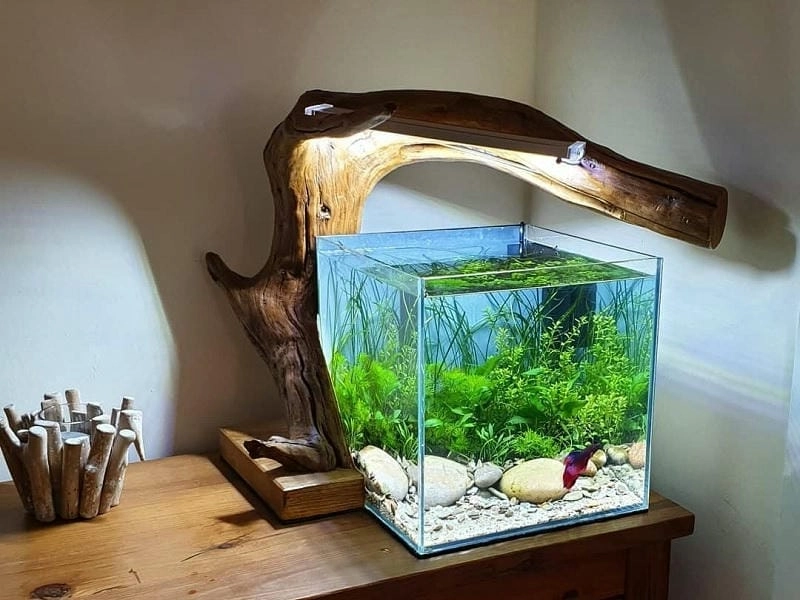 Không gian nhỏ vẫn lung linh với mẫu bể cá cảnh nhỏ đẹp