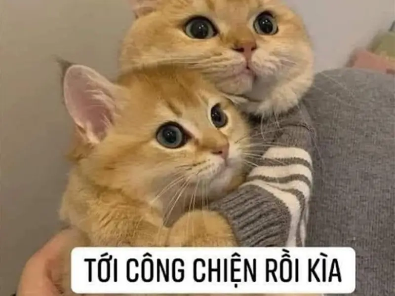 Cười vỡ bụng với loạt meme tới công chuyện hài hước nhất