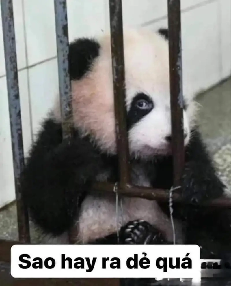 Tổng hợp meme hay ra dẻ quá khiến bạn muốn chia sẻ ngay