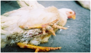 Chi tiết bệnh cúm h5n1 trên gia cầm và cách kiểm soát