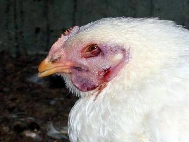 Tìm hiểu thực tế qua hình ảnh cúm gia cầm chuẩn xác