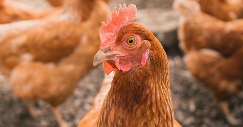 Cập nhật cúm gia cầm ảnh bệnh mới từ các vùng dịch