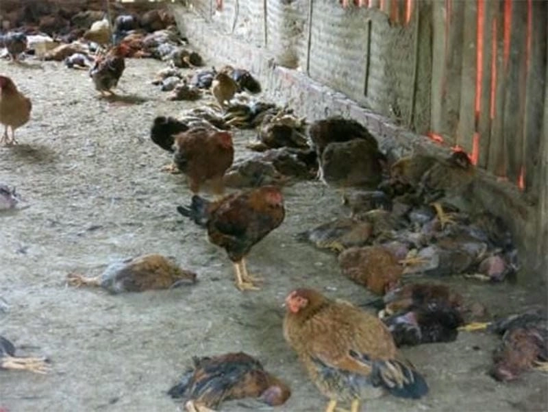 Nhận diện triệu chứng qua cúm gia cầm hình ảnh trực tiếp