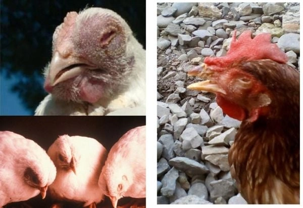 Theo dõi dịch cúm gia cầm mới nhất từ cơ quan y tế