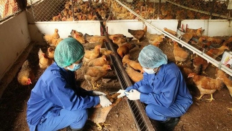 Diễn biến bệnh cúm gia cầm h5n1 và cách ứng phó