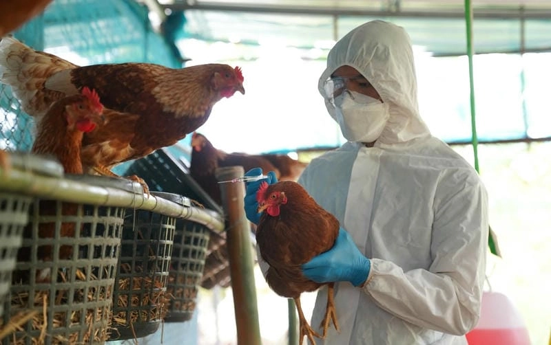 Thông tin mới về bệnh cúm gia cầm h5n6 tại Việt Nam