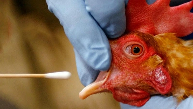 Hiểu rõ tình trạng bệnh cúm h9 trên gà qua ảnh thực tế