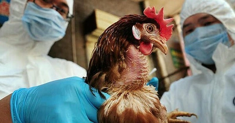 Cập nhật tình hình cúm gia cầm ảnh hưởng đàn gia súc