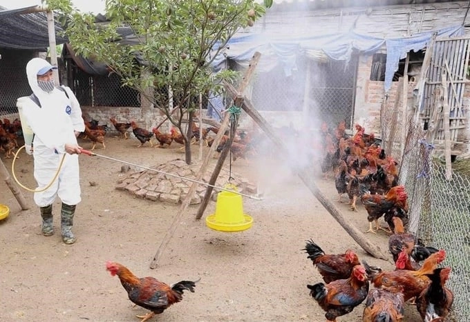 Hình minh họa hình ảnh bệnh cúm gia cầm chân thực