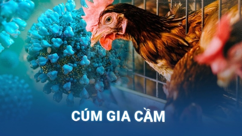 Hình ảnh bệnh cúm gia cầm là như thế nào­