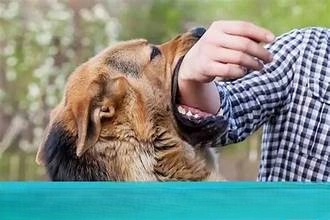 Cảnh báo qua ảnh chó bị dại điển hình