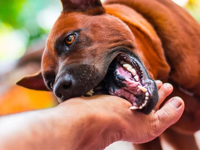 Cảnh báo cộng đồng qua hình ảnh bệnh dại