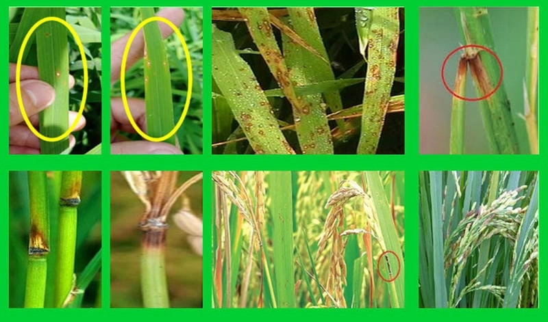 Hướng dẫn phân biệt hình ảnh lúa bị đạo ôn hại lúa chi tiết