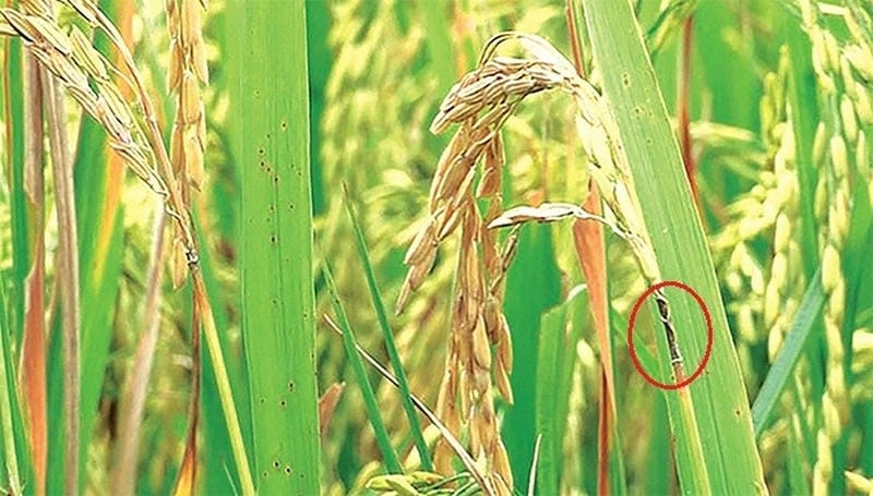 Bộ sưu tập ảnh lúa bị đạo ôn hại lúa cho nông dân tham khảo