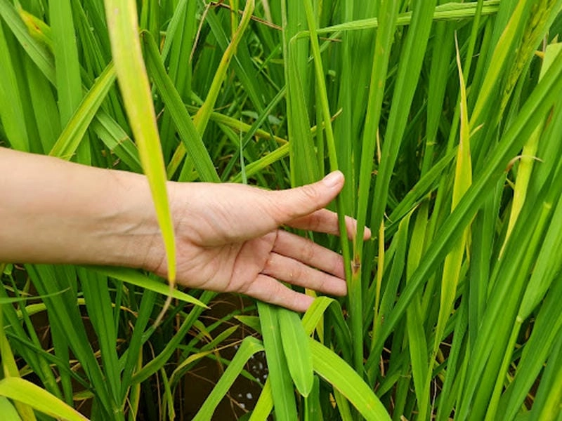 Cách xử lý khi lúa bị bệnh đạo ôn hại lúa bùng phát nhanh