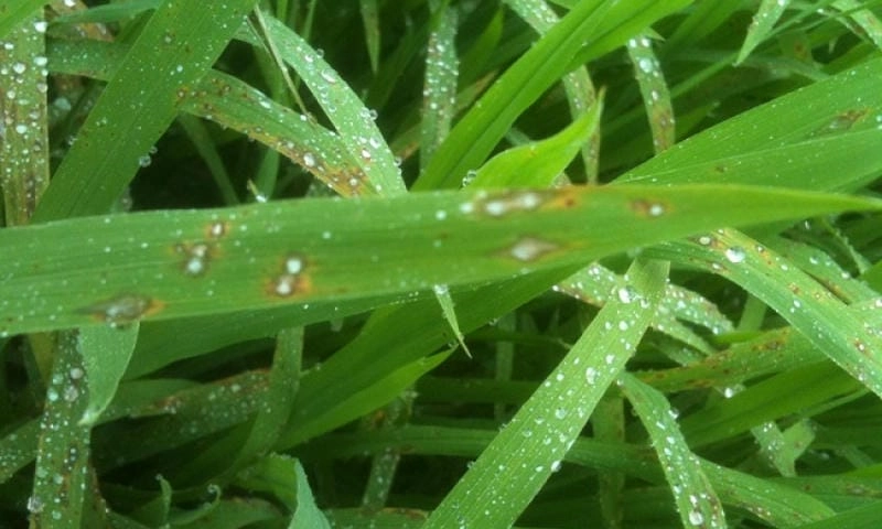 Mẹo cách nhận biết bệnh đạo ôn hại lúa chính xác nhất