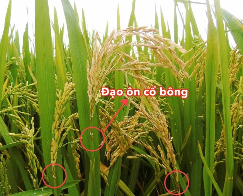 Nguyên nhân phổ biến khiến lúa bị bệnh đạo ôn nghiêm trọng