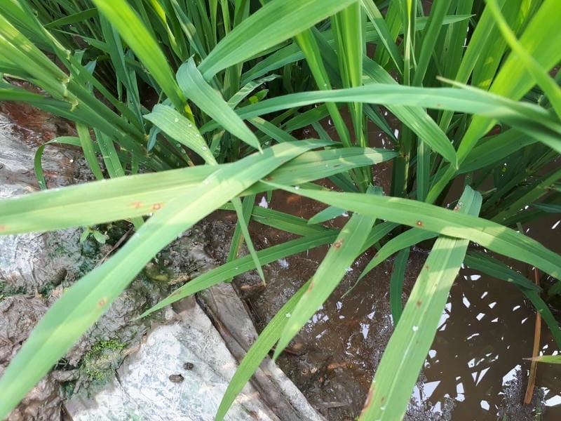 Tìm hiểu nguyên nhân gây bệnh đạo ôn trên lúa và cách khắc phục