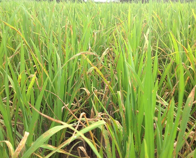 Phân biệt nhanh triệu chứng bệnh đạo ôn trên lúa bằng hình ảnh