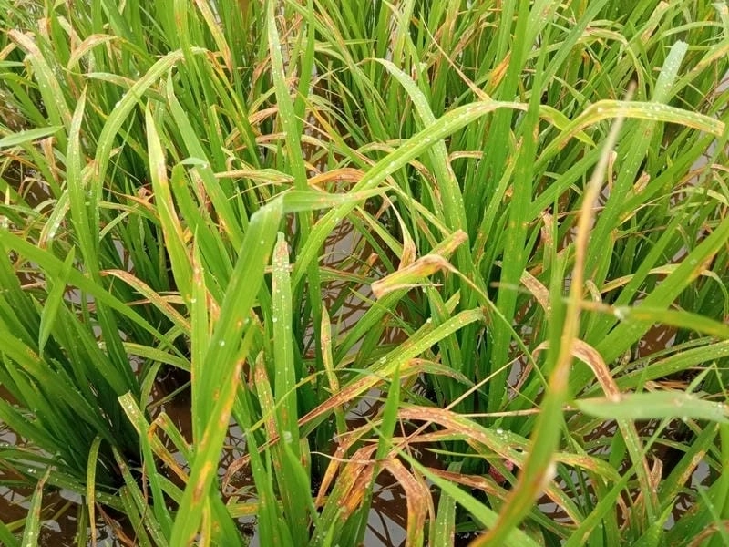 Hiểu nguyên nhân và trị bệnh đạo ôn hại lúa hiệu quả