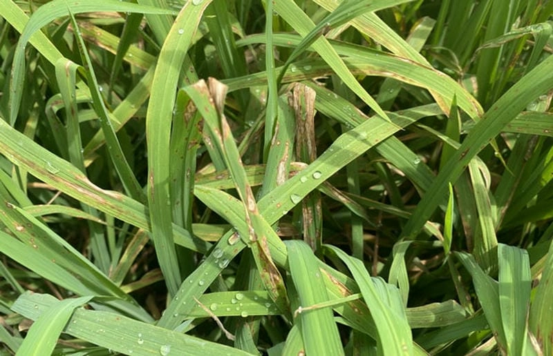 Phòng ngừa hiệu quả bệnh đạo ôn cổ bông hại lúa vụ mùa tới