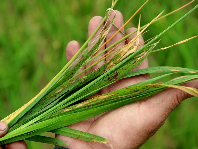 Giải pháp ngăn chặn đạo ôn lá lúa lây lan toàn ruộng