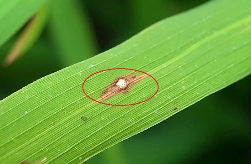 Phát hiện sớm bệnh đạo ôn ở cây lúa qua hình ảnh chuẩn