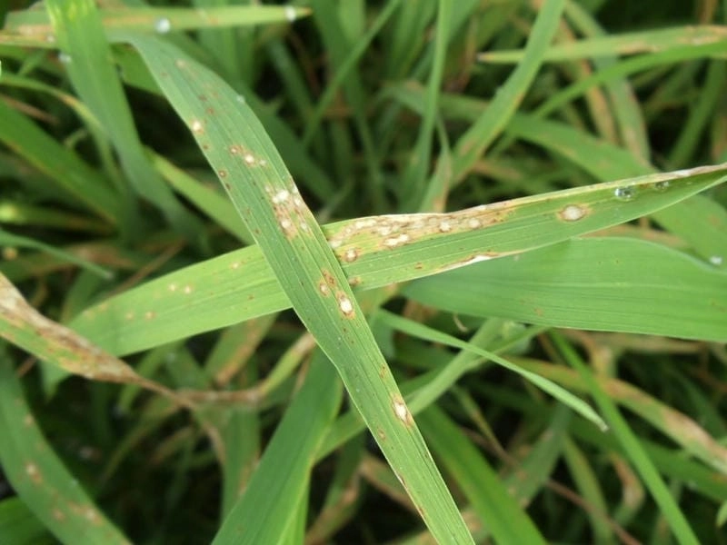 Bộ hình ảnh lúa bị đạo ôn chi tiết cho nông dân tham khảo