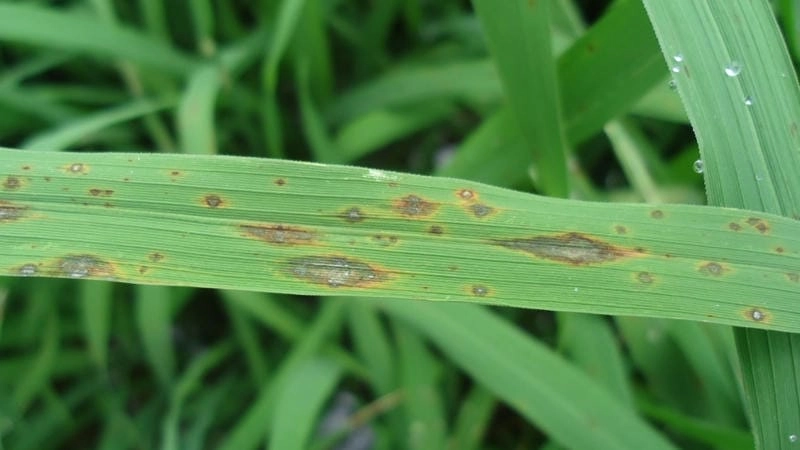 Cách trị tận gốc khi lúa bị bệnh đạo ôn mùa mưa
