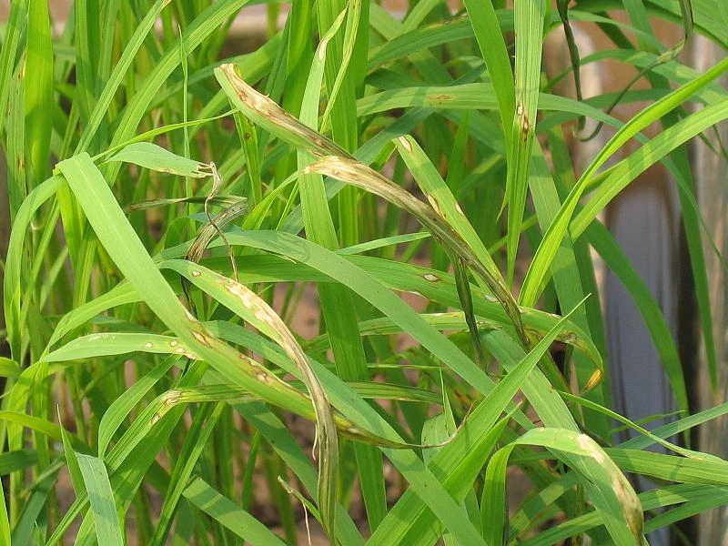 Cách phòng trị nhanh đạo ôn lá lúa trong mùa mưa