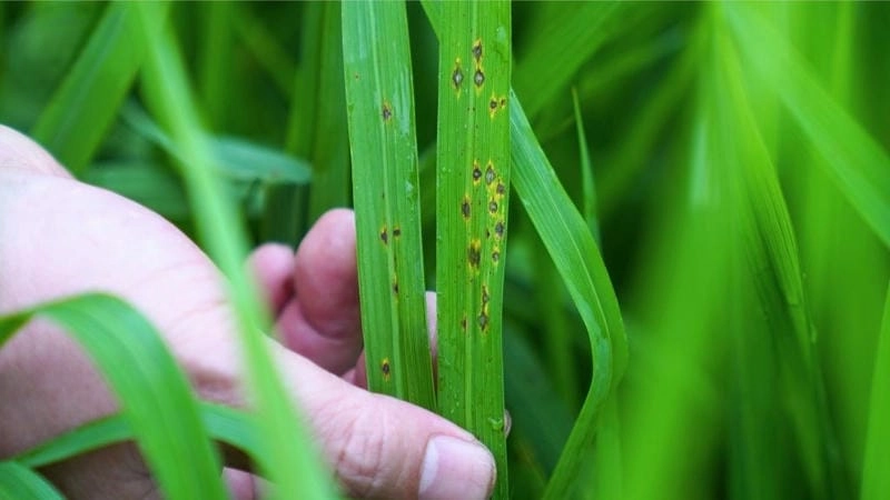 Giải thích rõ nguyên nhân bệnh đạo ôn hại lúa và phòng ngừa