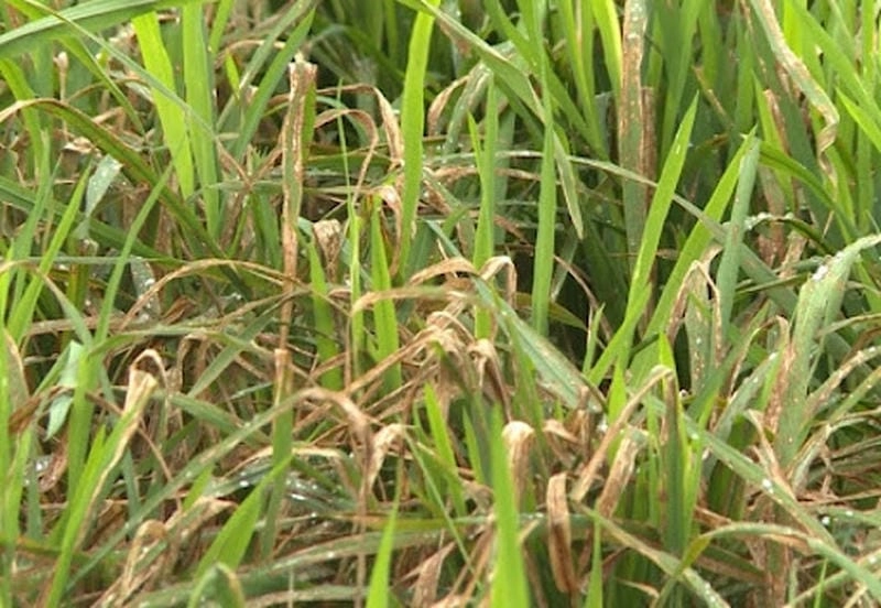 Nhận biết sớm triệu chứng bệnh đạo ôn trên lúa mùa vụ