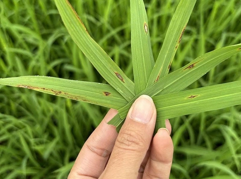 Tìm hiểu dấu hiệu bệnh đạo ôn cổ bông hại lúa chính xác
