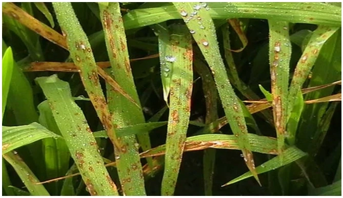 Hiểu rõ nguyên nhân bệnh đạo ôn hại lúa và biện pháp xử lý