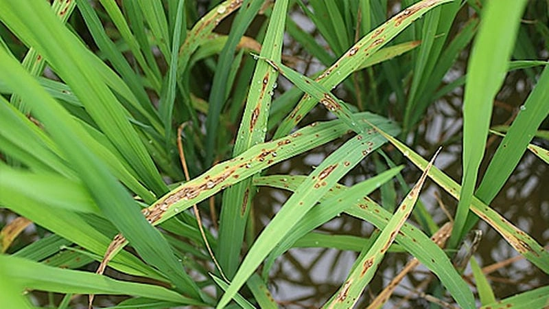 Dấu hiệu sớm nhận biết đạo ôn hại lúa trên đồng ruộng