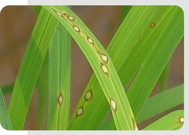 Xem ngay bộ sưu tập ảnh bệnh đạo ôn hại lúa mới nhất