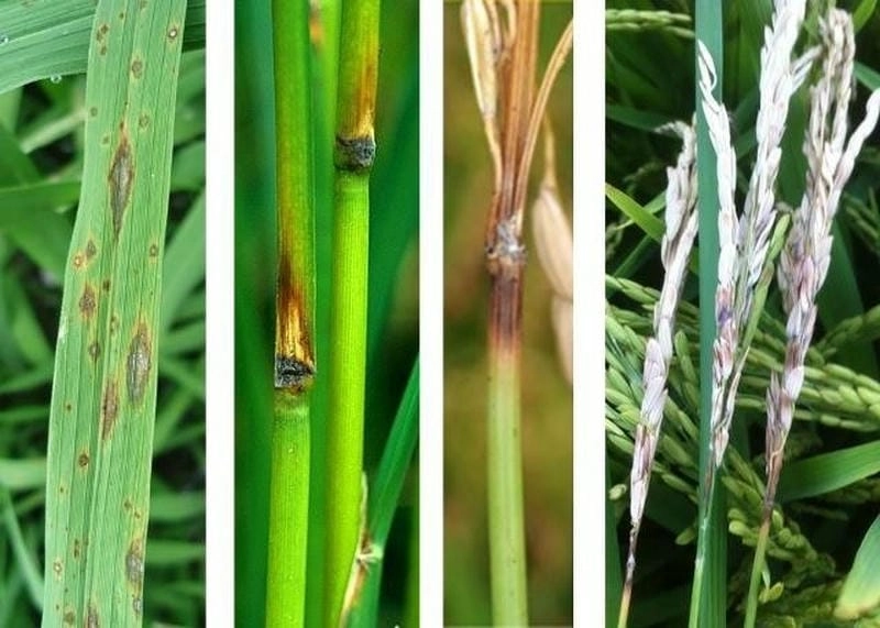 Tổng hợp ảnh bị bệnh đạo ôn hại lúa để phòng ngừa kịp thời