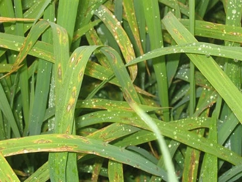 Nhận diện sớm hình ảnh lúa bị bệnh đạo ôn hại lúa dễ dàng