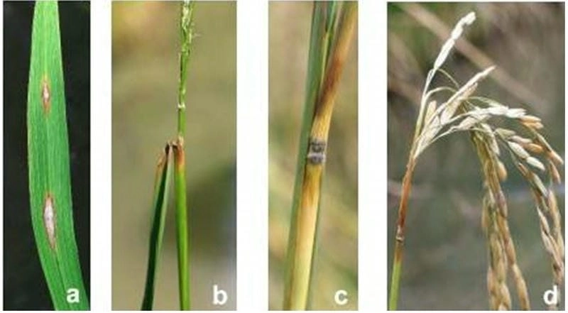 Cập nhật nhanh ảnh lúa bị bệnh đạo ôn hại lúa mùa vụ này