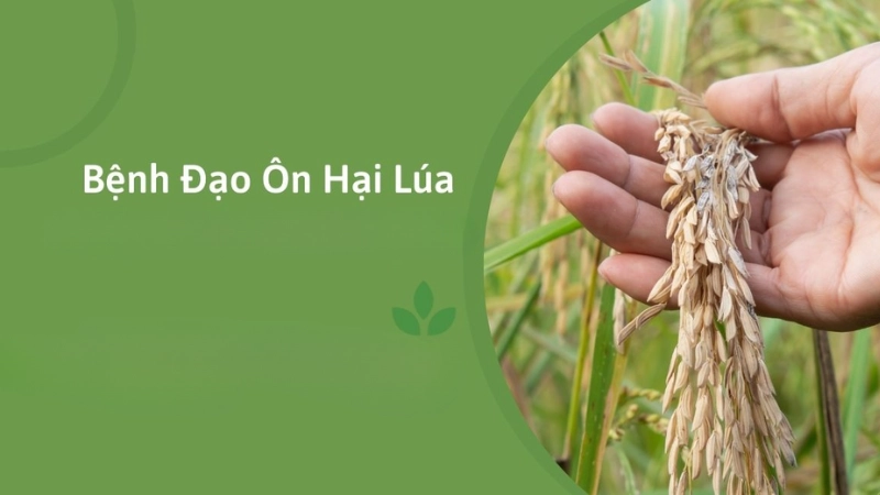 Hình ảnh bệnh đạo ôn hại lúa là như thế nào