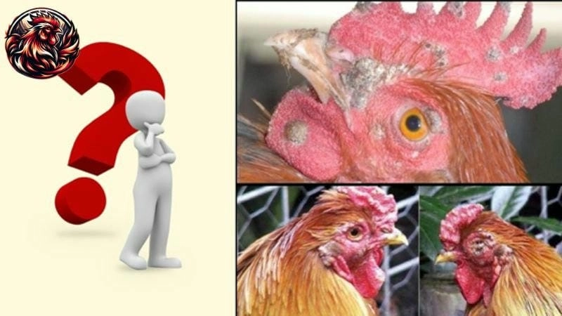 Tổng hợp nhanh hình ảnh bệnh đậu gà phổ biến