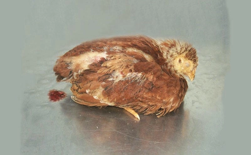 Xem rõ hình ảnh bệnh đậu gà sưng mắt ở gà