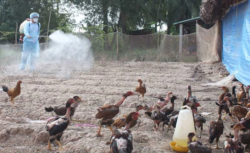 Xem rõ nét hình ảnh bệnh đậu gà mắt sưng