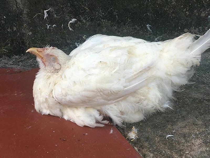 Chiêm ngưỡng hình ảnh bệnh đậu gà dễ hiểu