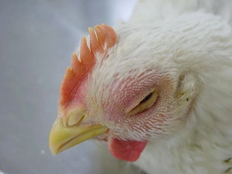 Tổng hợp hình ảnh bệnh đậu gà dễ nhận biết