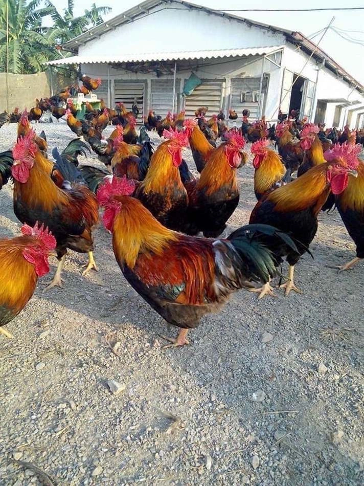 Tìm hiểu chi tiết hình ảnh bệnh đậu gà