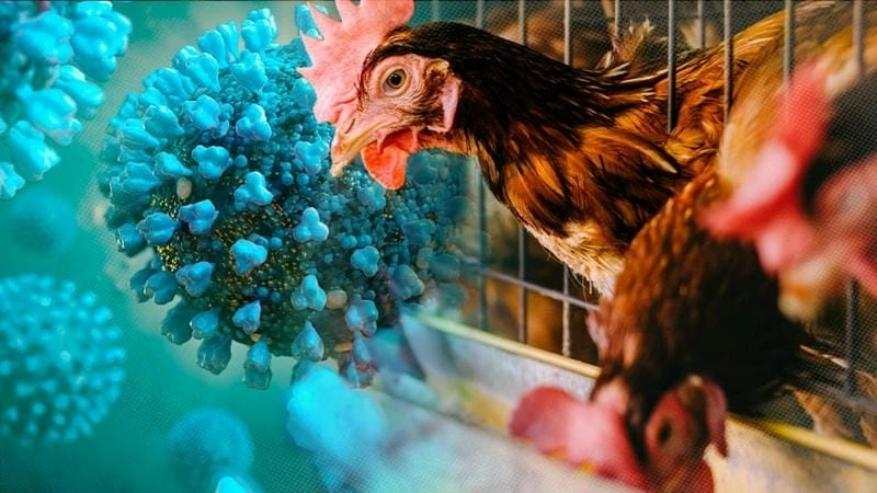 Tham khảo hình ảnh bệnh đậu gà thực tế ở gà