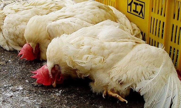 Cập nhật mới hình ảnh bệnh đậu gà năm nay