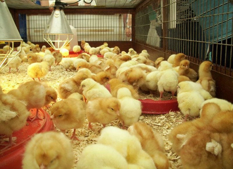 Đầy đủ hình ảnh bệnh đậu gà từ thực tế